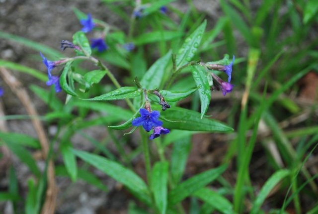Buglossoides purpuro-caerulea